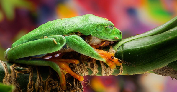 Спящая зеленая древесная лягушка