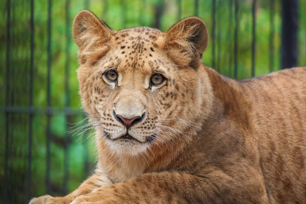 игр (Panthera leo × Panthera tigris) - детеныш лигра