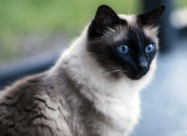 Балинезийская кошка. описание, особенности, уход и цена за балинезийской кошки