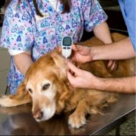 Гипогликемия у собак: симптомы и лечение