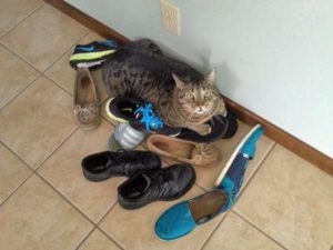 Что делать, если кот нагадил в обувь