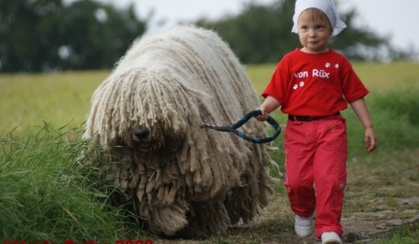 Венгерская овчарка (комондор)