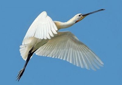 Список птиц ростовской области