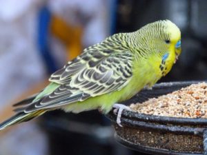Почему попугаи могут разговаривать: раскрытие птичьих секретов. обучение «разговору» волнистого попугая