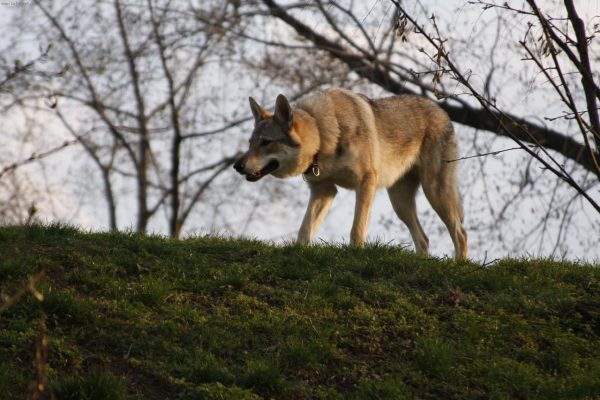 Описание чехословацкой волчьей собаки, стандарт породы, особенности содержания чешского влчака и уход за питомцем