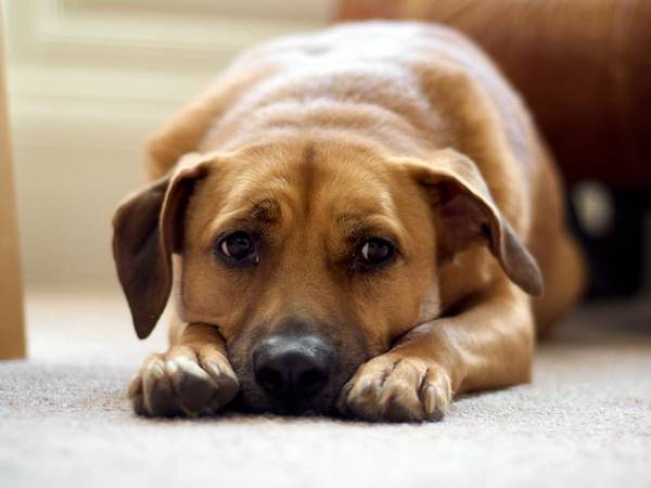 Почему собака дрожит, как будто озноб: причины и что делать?