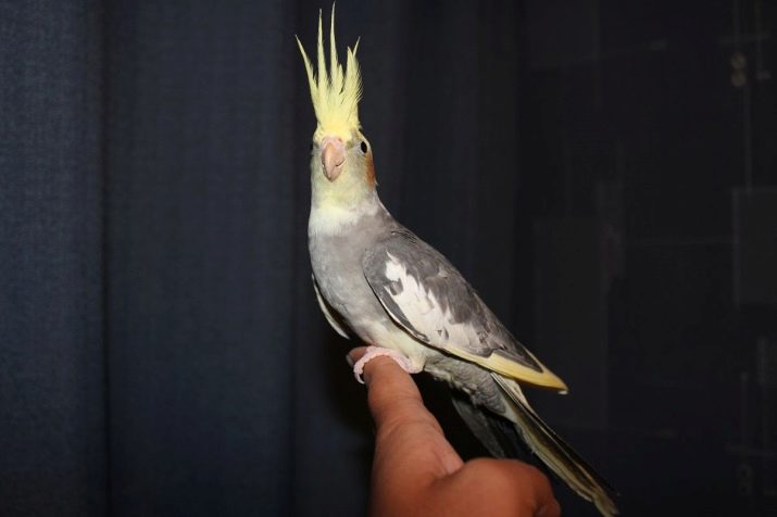 Как ухаживать за попугаями корелла в домашних условиях