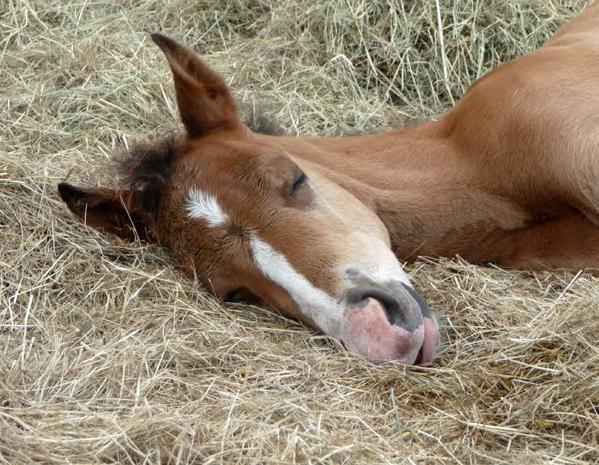 Как спят лошади? правда ли что кони спят стоя?