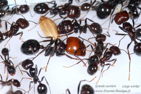 Cодержание и уход в домашних условиях муравьев-жнецов (messor structor)