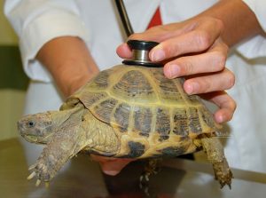 Линька у красноухих черепах, почему отслаивается панцирь
