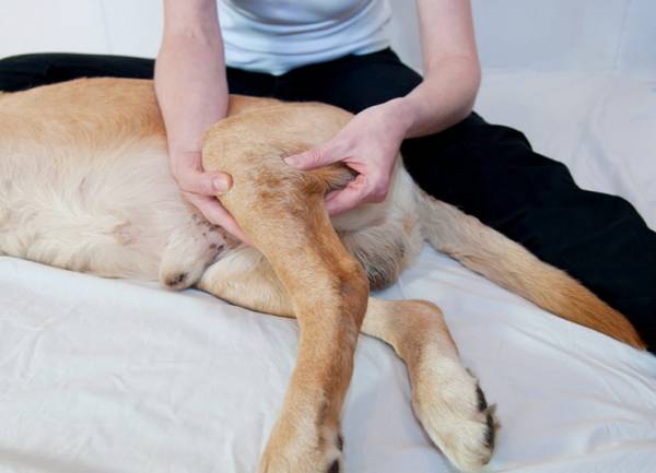 Разрыв связок у собаки: симптомы и лечение