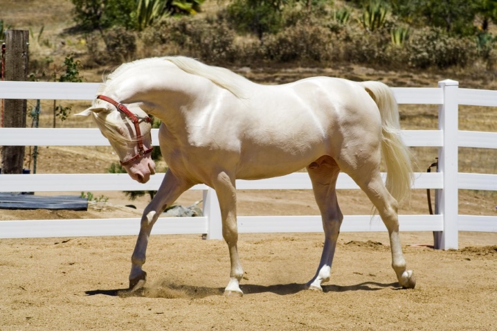 Как выглядит сивая лошадь, в чем ее особенность