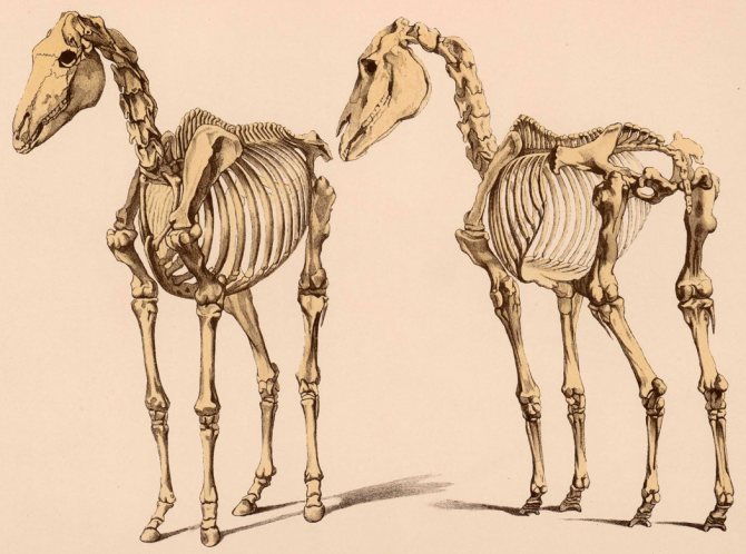Общая анатомия лошади