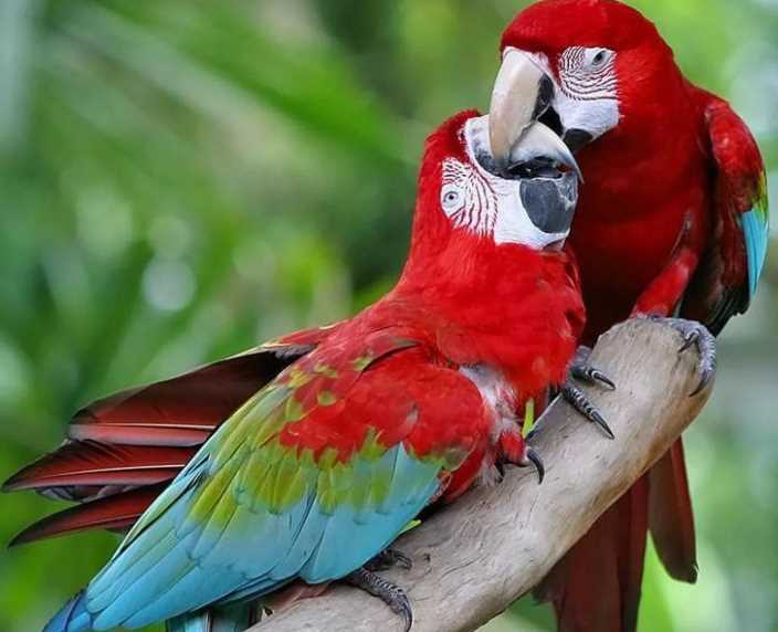 Сколько лет живет волнистый попугай?