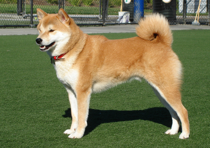 Собаки хоккайдо: описание породы с фото, рекомендации по уходу за животным