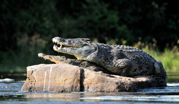 Что конвертирует крокодилы?
