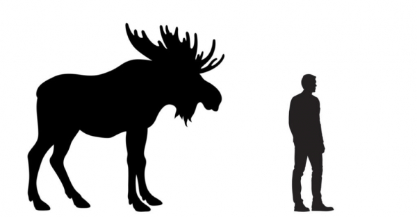 Сравнение размеров лося — Moose против человека 