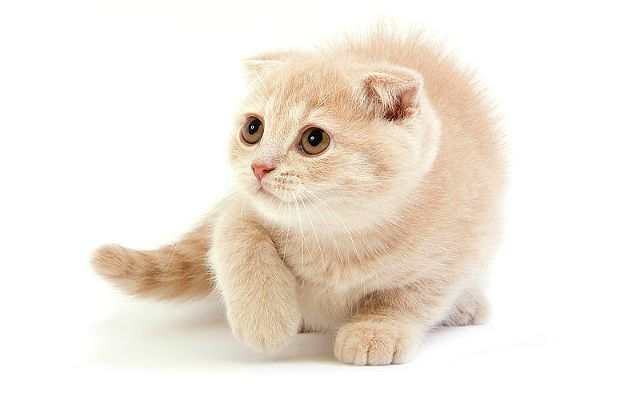 После чего у кошки могут облазить подушечки лап?
