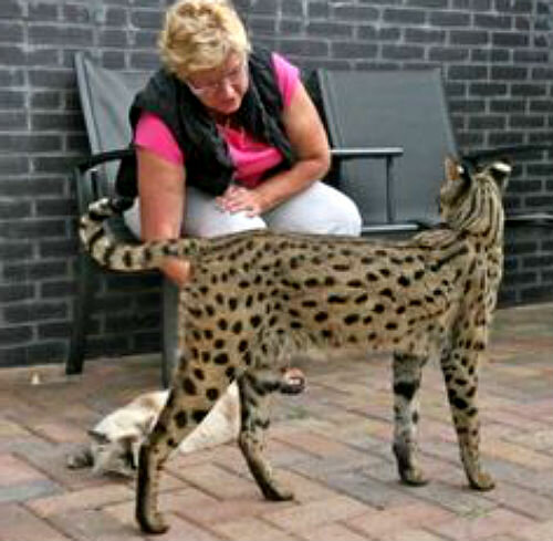 Самые большие кошки в мире