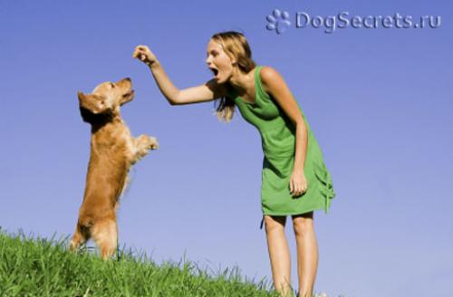Фитнес для собак упражнения для спины
