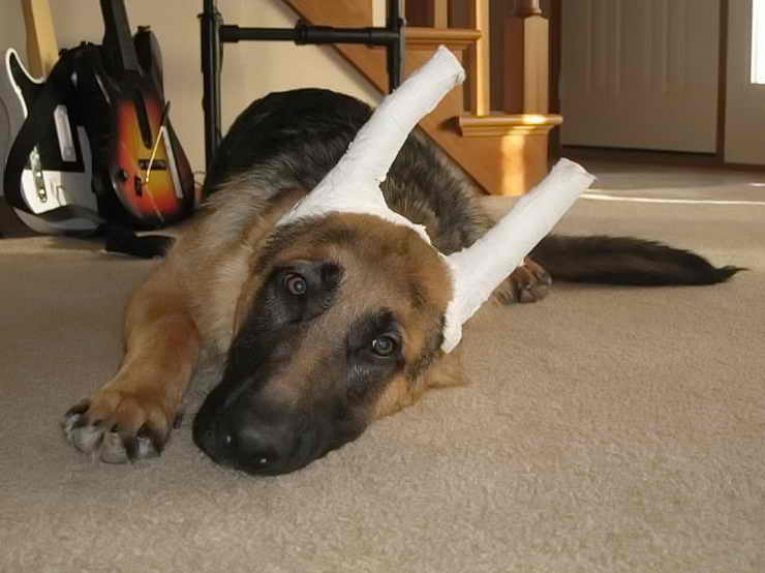 Как часто нужен уход за ушами собаки, а также какие лосьоны, капли и другие средства применяются в домашних условиях