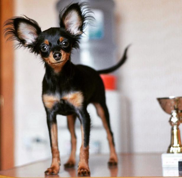 7 самых маленьких собак в мире