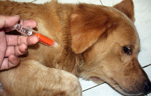Гипогликемия у собак: симптомы и лечение
