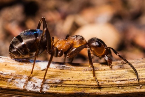 Доклад-сообщение про муравьев 1, 2, 3, 7 класс, кратко окружающий мир