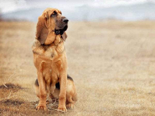 Бладхаунд собака. описание, особенности, уход и цена бладхаунда