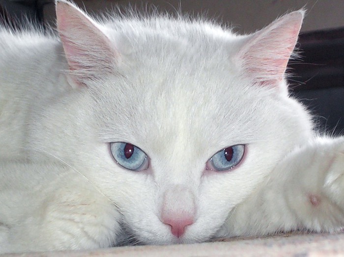 Кошки-альбиносы