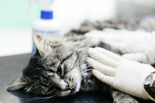 Болезнь крона у кошек симптомы и лечение