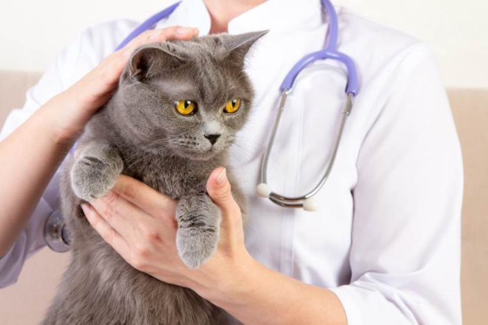 После стерилизации кошка просит кота: нормально ли это и что делать