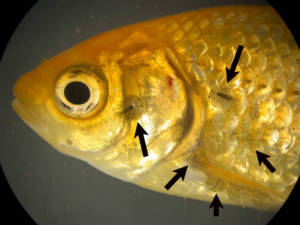 Плавниковая гниль - заболевания аквариумных рыб