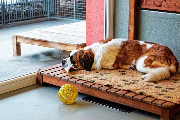 Может ли собака страдать от обсессивно-компульсивного расстройства? - советы для домашних животных - 2020