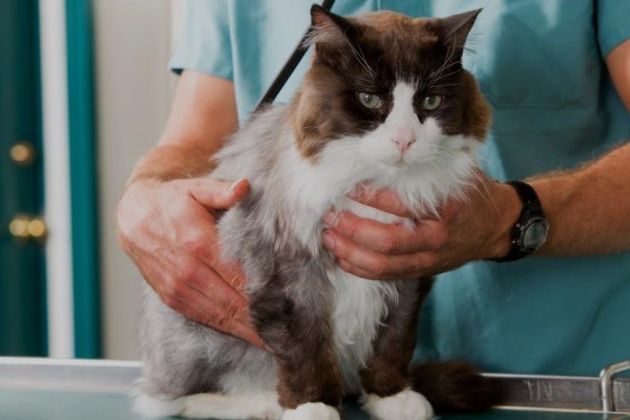 После стерилизации у кошки на животе шишка: причины, способы лечения