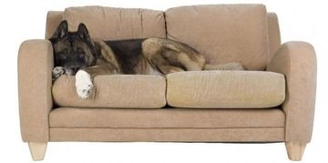 Собака грызет мебель: что делать, как отучить