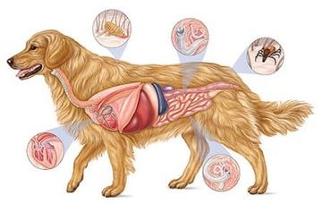 Аллергия у собак