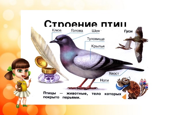 Зимующие (оседлые) и кочующие птицы: список видов, названия, фото и характеристика