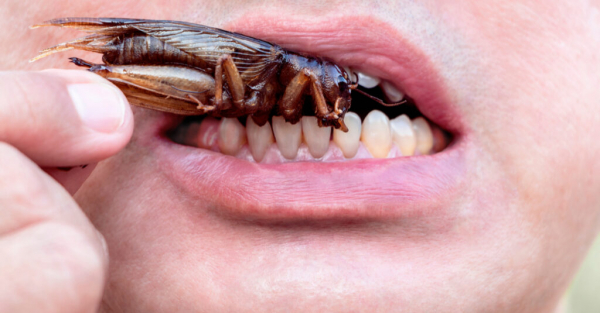 Что ест тараканов — человек ест таракана