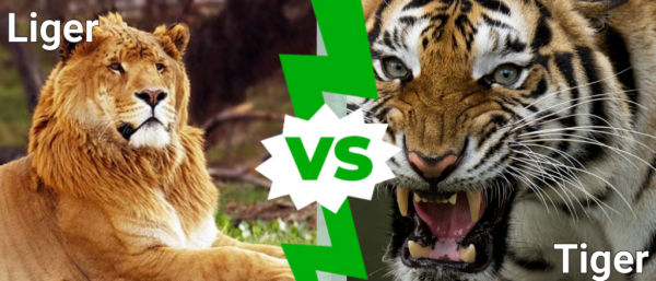 Игр против тигра: в чем разница? - Аризоны