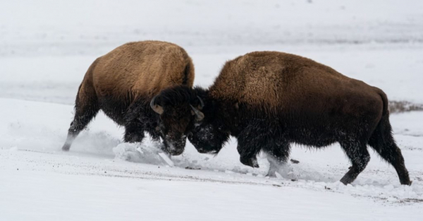 Два быка-бизона дерутся друг с другом в снегу.
