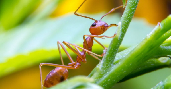Факты о животных: рабочие огненные муравьи