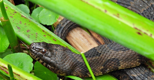 закрыть коричневую водяную змею