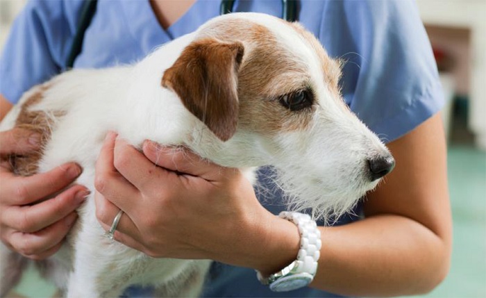 Плюсы и минусы стерилизации собак: в каком возрасте лучше стерилизовать животное, можно ли это делать во время течки?