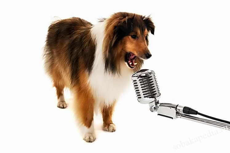 Команда «голос» для собаки: как научить?