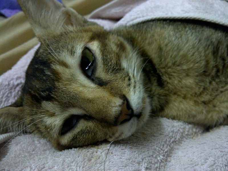 Болезнь крона у кошек симптомы и лечение