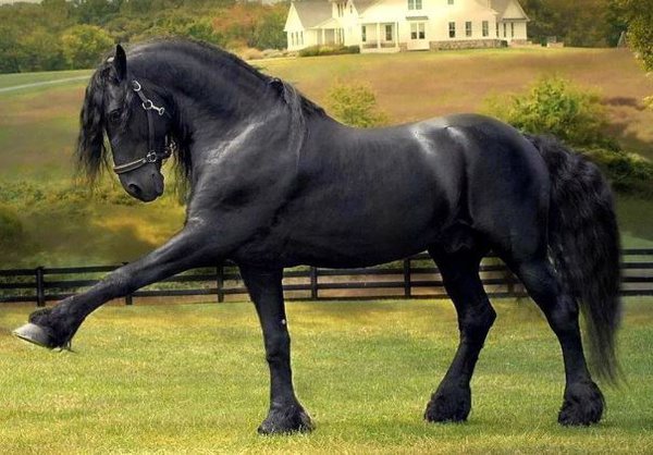 Фризская порода лошадей