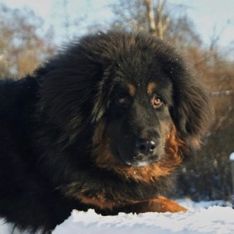 Бурят-монгольский волкодав (хотошо нохой)