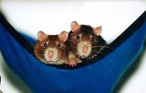 Домик для крысы своими руками