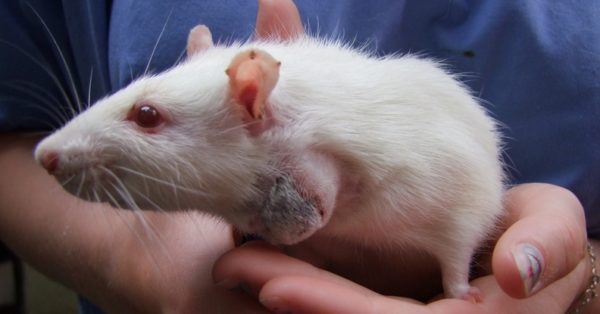 Болезни домашних крыс симптомы и лечение
